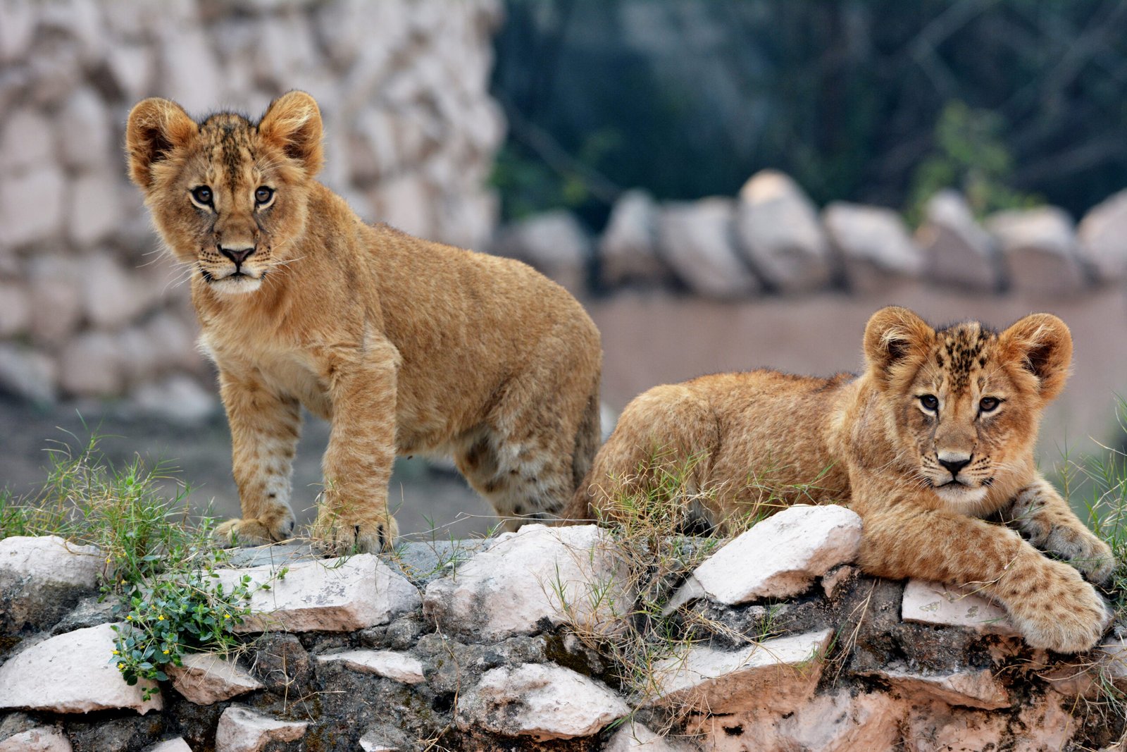 Lucknow zoo